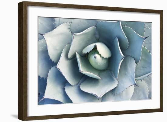 Agave-Rob Tilley-Framed Photographic Print