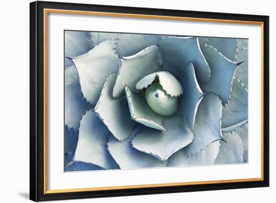 Agave-Rob Tilley-Framed Photographic Print