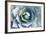 Agave-Rob Tilley-Framed Photographic Print