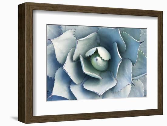 Agave-Rob Tilley-Framed Photographic Print