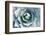 Agave-Rob Tilley-Framed Photographic Print