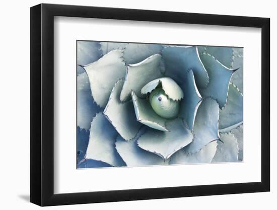 Agave-Rob Tilley-Framed Photographic Print