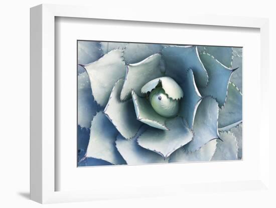 Agave-Rob Tilley-Framed Photographic Print