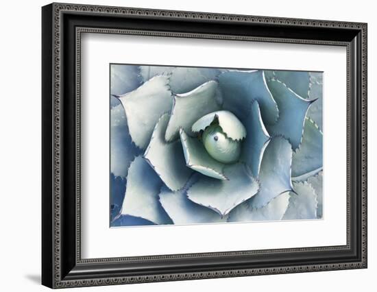 Agave-Rob Tilley-Framed Photographic Print