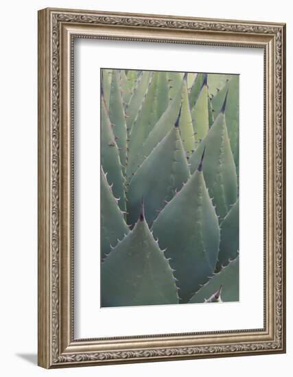 Agave-DLILLC-Framed Photographic Print