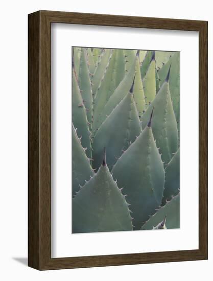 Agave-DLILLC-Framed Photographic Print