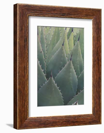 Agave-DLILLC-Framed Photographic Print