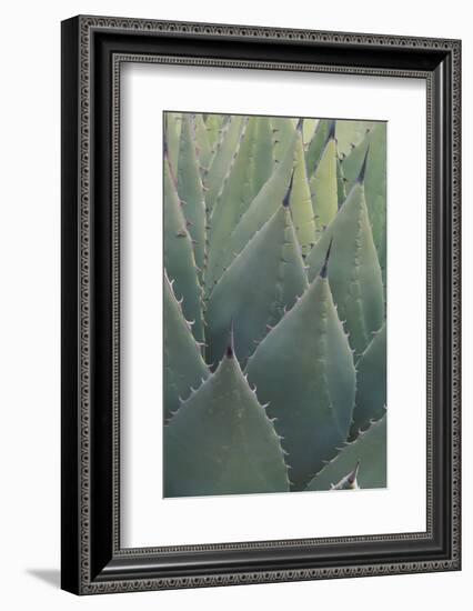 Agave-DLILLC-Framed Photographic Print