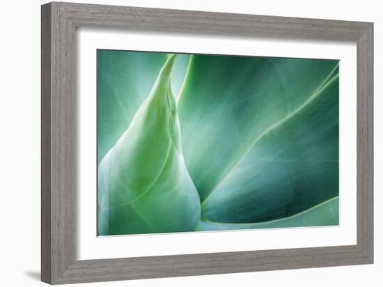 Agave-PhotoINC Studio-Framed Photographic Print