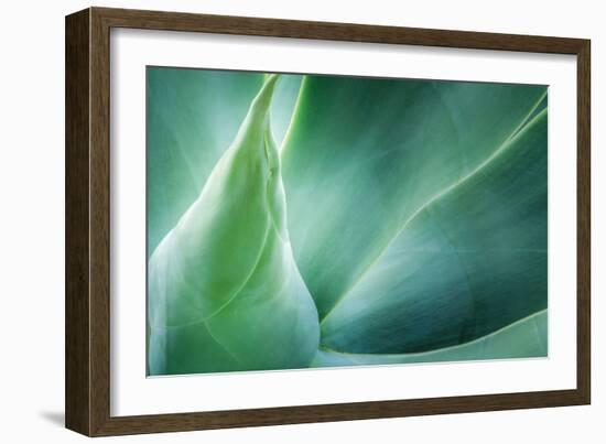 Agave-PhotoINC Studio-Framed Photographic Print