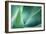 Agave-PhotoINC Studio-Framed Photographic Print