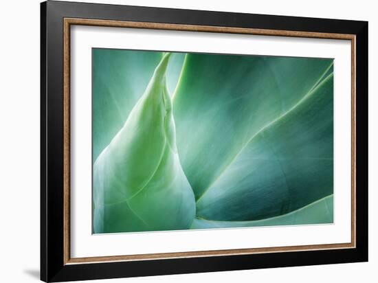 Agave-PhotoINC Studio-Framed Photographic Print