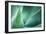 Agave-PhotoINC Studio-Framed Photographic Print