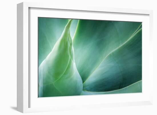 Agave-PhotoINC Studio-Framed Photographic Print