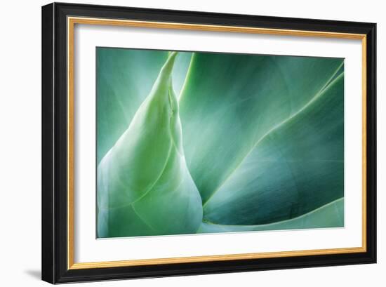 Agave-PhotoINC Studio-Framed Photographic Print