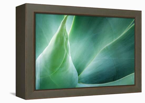 Agave-PhotoINC Studio-Framed Premier Image Canvas