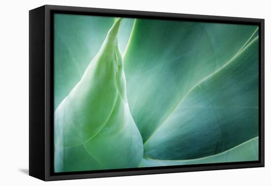 Agave-PhotoINC Studio-Framed Premier Image Canvas