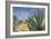 Agaves with Blue Sky, 2004-Pedro Diego Alvarado-Framed Giclee Print