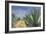 Agaves with Blue Sky, 2004-Pedro Diego Alvarado-Framed Giclee Print