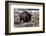 Aged Bison in Teton Nat. Park-null-Framed Premium Giclee Print