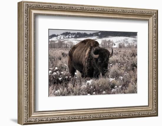 Aged Bison in Teton Nat. Park--Framed Art Print