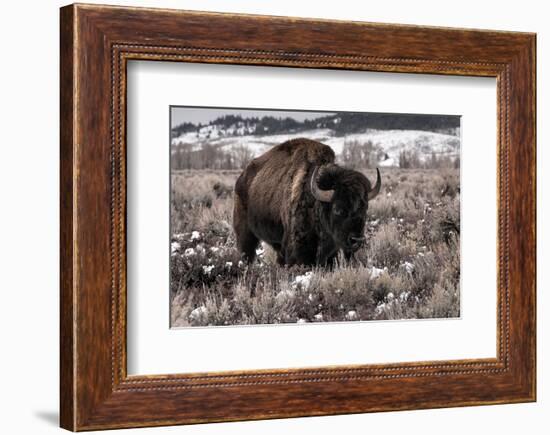 Aged Bison in Teton Nat. Park-null-Framed Art Print