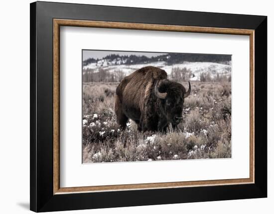 Aged Bison in Teton Nat. Park--Framed Art Print