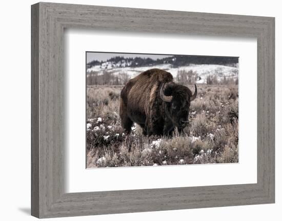 Aged Bison in Teton Nat. Park-null-Framed Art Print