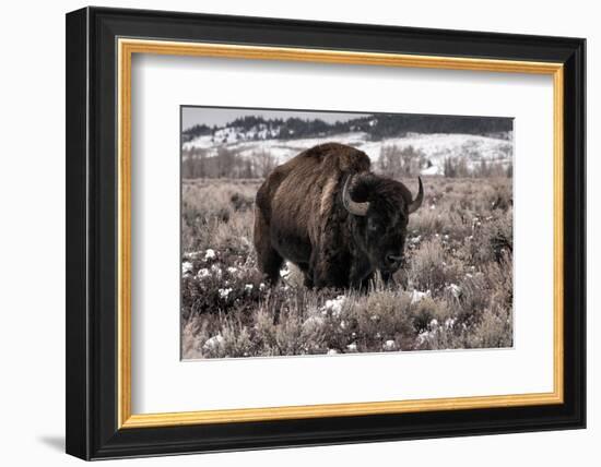 Aged Bison in Teton Nat. Park-null-Framed Art Print