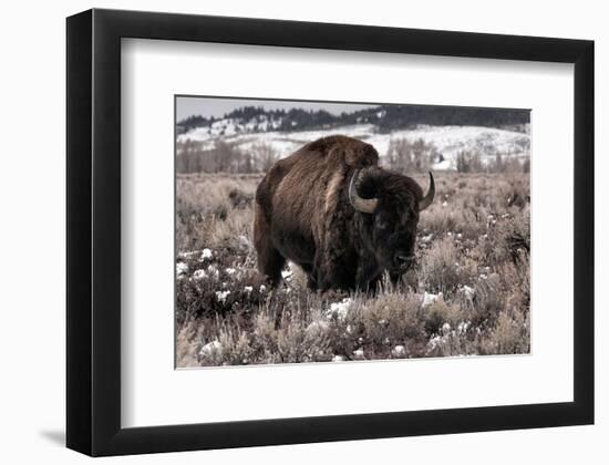 Aged Bison in Teton Nat. Park--Framed Art Print