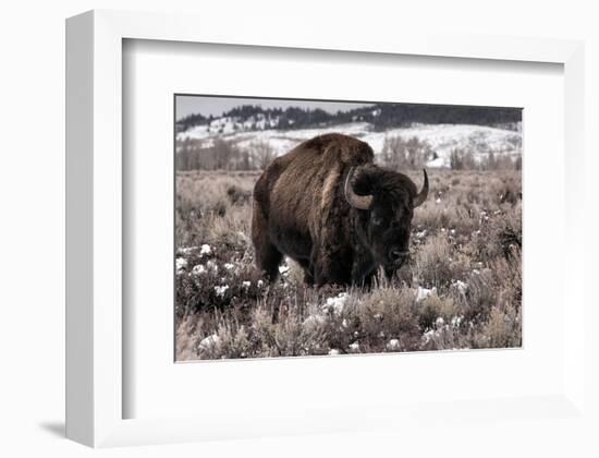 Aged Bison in Teton Nat. Park-null-Framed Art Print