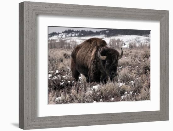 Aged Bison in Teton Nat. Park-null-Framed Art Print