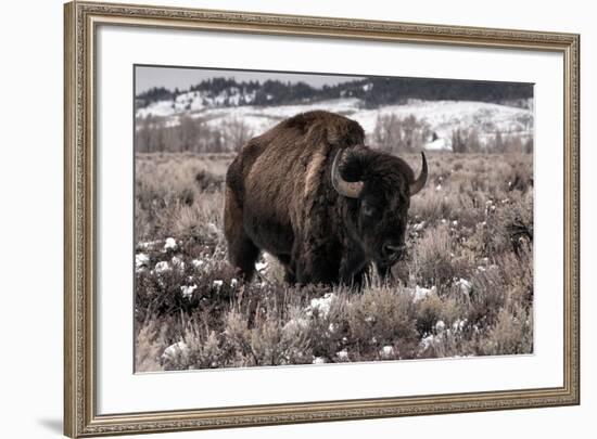 Aged Bison in Teton Nat. Park-null-Framed Art Print