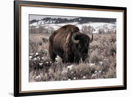 Aged Bison in Teton Nat. Park-null-Framed Art Print