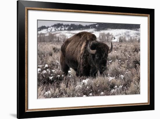 Aged Bison in Teton Nat. Park-null-Framed Art Print