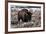 Aged Bison in Teton Nat. Park-null-Framed Art Print