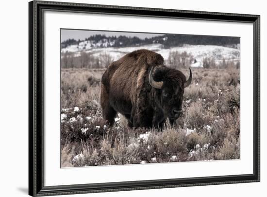 Aged Bison in Teton Nat. Park-null-Framed Art Print