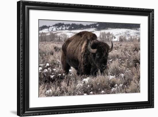 Aged Bison in Teton Nat. Park-null-Framed Art Print