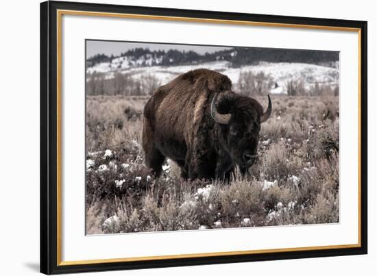 Aged Bison in Teton Nat. Park-null-Framed Art Print