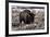 Aged Bison in Teton Nat. Park-null-Framed Art Print