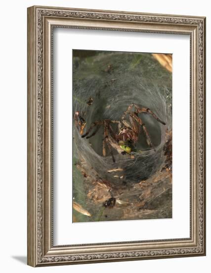 Agelena Labyrinthica, Funnel-Web Spider, Den, Prey, Grasshopper-Harald Kroiss-Framed Photographic Print