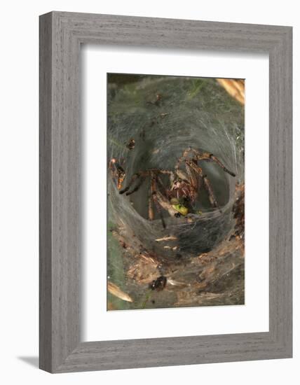 Agelena Labyrinthica, Funnel-Web Spider, Den, Prey, Grasshopper-Harald Kroiss-Framed Photographic Print