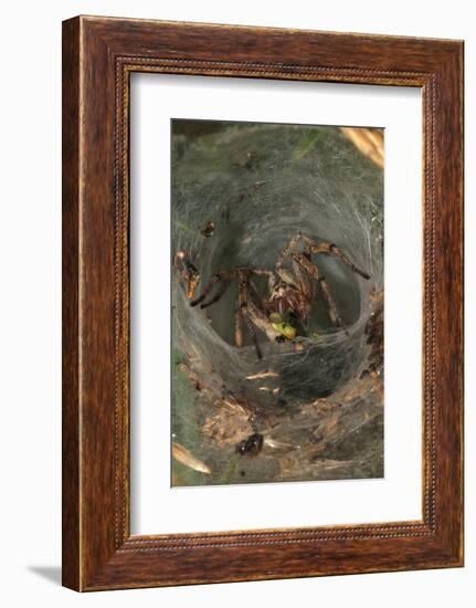 Agelena Labyrinthica, Funnel-Web Spider, Den, Prey, Grasshopper-Harald Kroiss-Framed Photographic Print