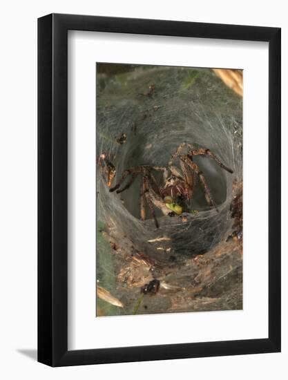 Agelena Labyrinthica, Funnel-Web Spider, Den, Prey, Grasshopper-Harald Kroiss-Framed Photographic Print
