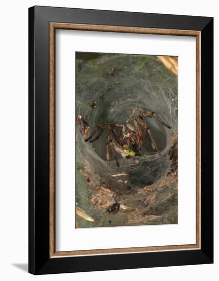 Agelena Labyrinthica, Funnel-Web Spider, Den, Prey, Grasshopper-Harald Kroiss-Framed Photographic Print