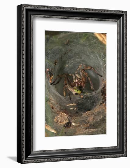 Agelena Labyrinthica, Funnel-Web Spider, Den, Prey, Grasshopper-Harald Kroiss-Framed Photographic Print