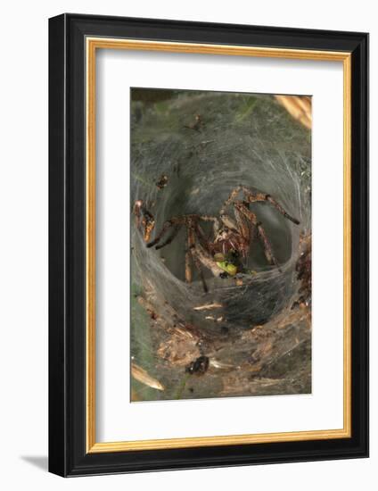 Agelena Labyrinthica, Funnel-Web Spider, Den, Prey, Grasshopper-Harald Kroiss-Framed Photographic Print