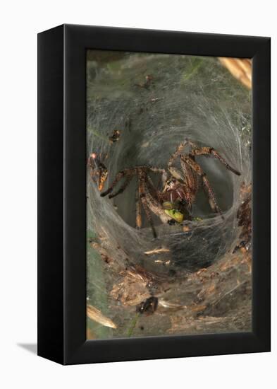 Agelena Labyrinthica, Funnel-Web Spider, Den, Prey, Grasshopper-Harald Kroiss-Framed Premier Image Canvas