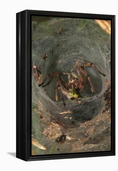 Agelena Labyrinthica, Funnel-Web Spider, Den, Prey, Grasshopper-Harald Kroiss-Framed Premier Image Canvas