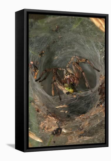 Agelena Labyrinthica, Funnel-Web Spider, Den, Prey, Grasshopper-Harald Kroiss-Framed Premier Image Canvas